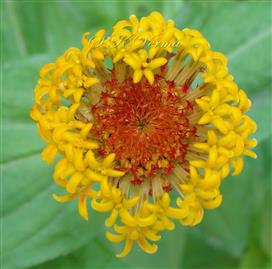  Capitulum (Discoid)